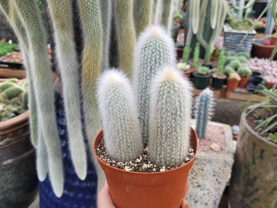 Silver Torch Tripple 6" - Cleistocactus Strausii - Etsy