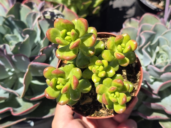 Sedum Lucidum 'obesum' - 4