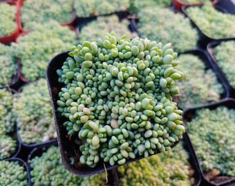 Sedum Dasyphyllum 'Minor' - 2"
