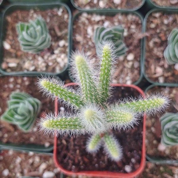 Rat Tail Cactus 2"