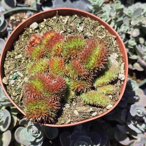 May include: A small terracotta pot filled with a cluster of green and red succulent plants. The plants have a spiky, fuzzy texture.