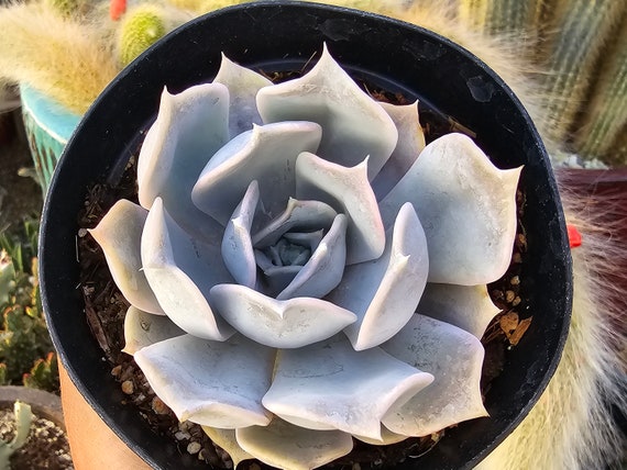 Echeveria Lilacina- Ghost Echeveria - 4