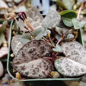 May include: A small potted plant with heart-shaped leaves that have a silvery-grey pattern. The leaves are green on the underside. The plant is in a green plastic pot.