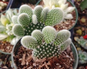 Bunny Ears Cactus 4" - Double Plant - Opuntia Microdasys