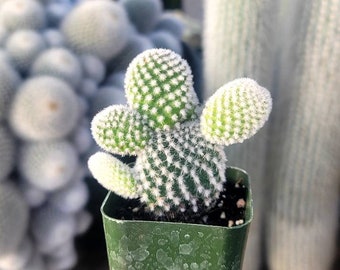 Bunny Ear Cactus - 2" Inch Pot - Opuntia Microdasys