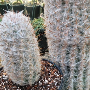 Old Man Cactus - Oreocereus Trollii - 2 Gallon Size - Large 9"+