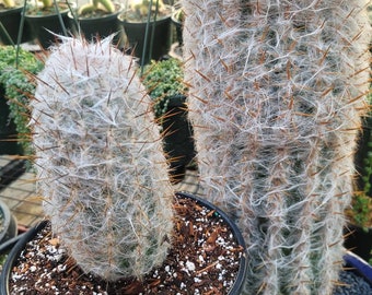 Old Man Cactus - Oreocereus Trollii - 2 Gallon Size - Large 9"+
