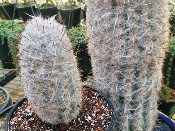 Old Man Cactus - Oreocereus Trollii - 2 Gallon Size - Large 9"+ - Etsy  Polska