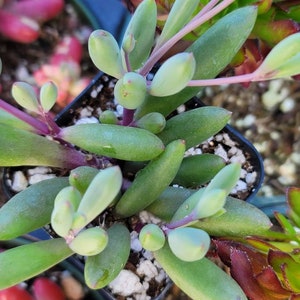 May include: A close-up of a succulent plant with green, fleshy leaves and purple stems. The plant is growing in a small black pot with white pebbles.