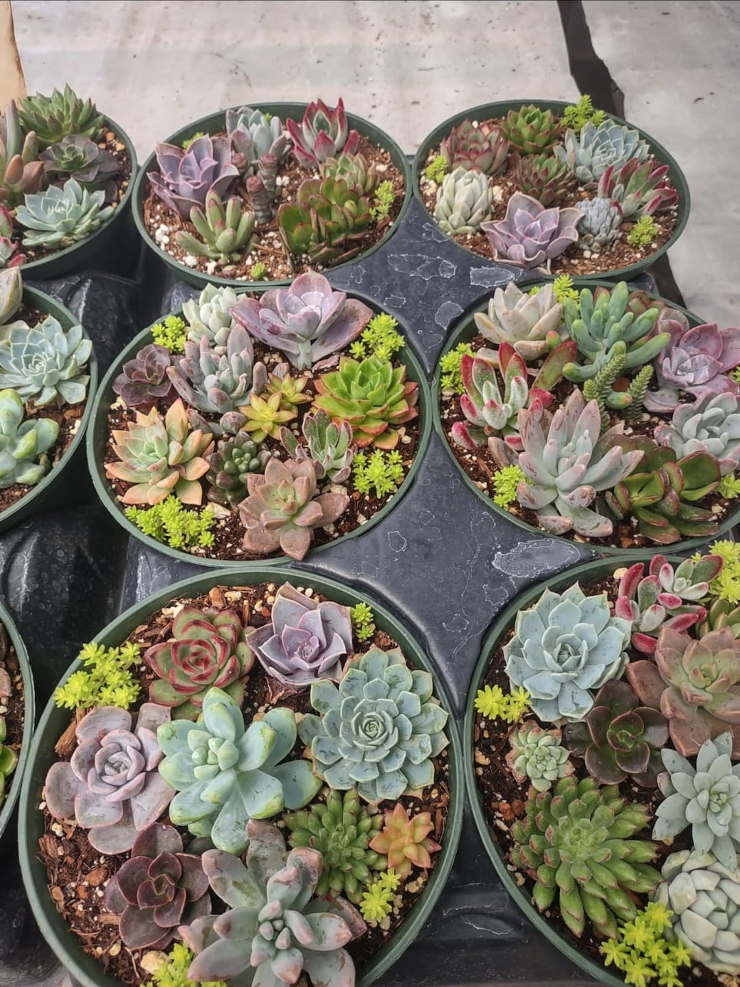 Echeveria Succulent Mix - 6" Inch Pots - 10x Succulents - Exactly as  Pictured - Etsy