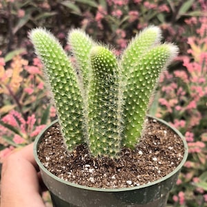 May include: A small cactus plant with multiple stems growing in a green pot. The cactus has a fuzzy, white appearance and is surrounded by pink flowers.