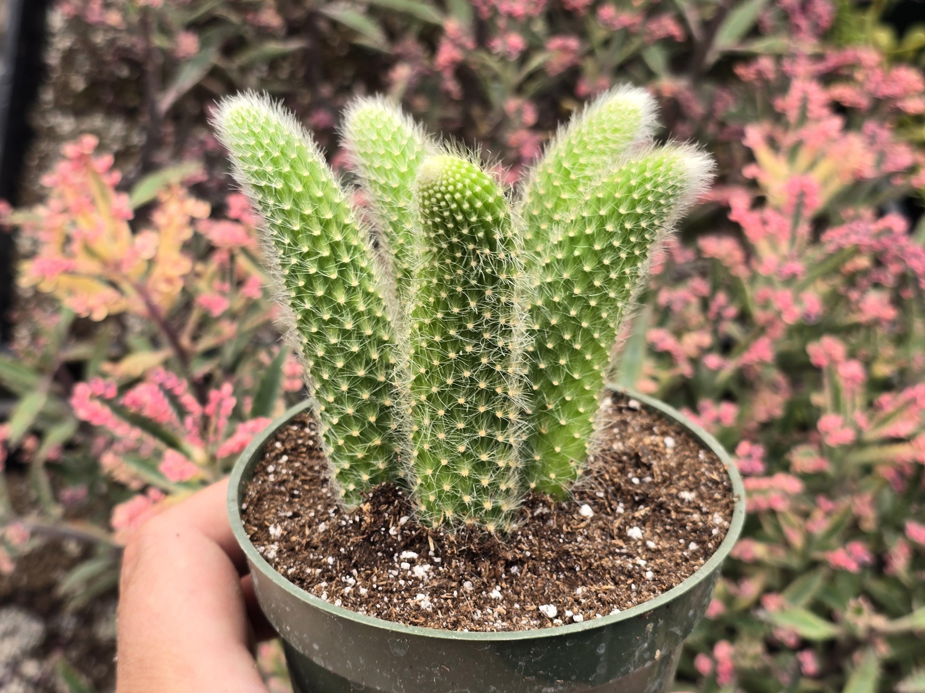 Monkey Tail Cactus 4