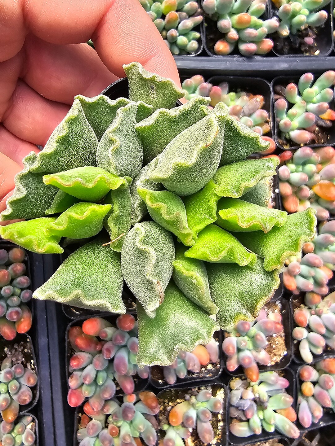 Crinkle Leaf Plant Adromischus Cristatus - 2
