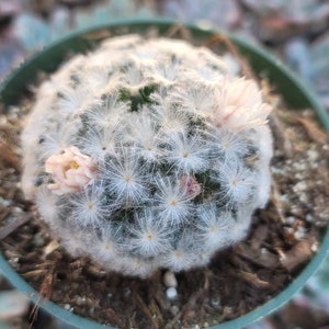 Mamillaria Plumosa 4" - Soft/Fluffy Touch