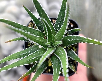 Haworthia Fasciata - Zebra Plant 2"