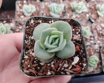 Graptoveria Lovely Rose 2" - Rare