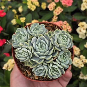 May include: A close-up of a succulent plant with multiple rosettes of fleshy, light green leaves. The plant is potted in a brown pot and is surrounded by a variety of colorful flowers.