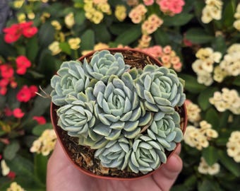 Echeveria Elegance 4" Inch Pot - Multiple Pups