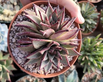 Echeveria Agavoides Ebony - Double Headed - 6" Inch Pot - Exact One In Picture
