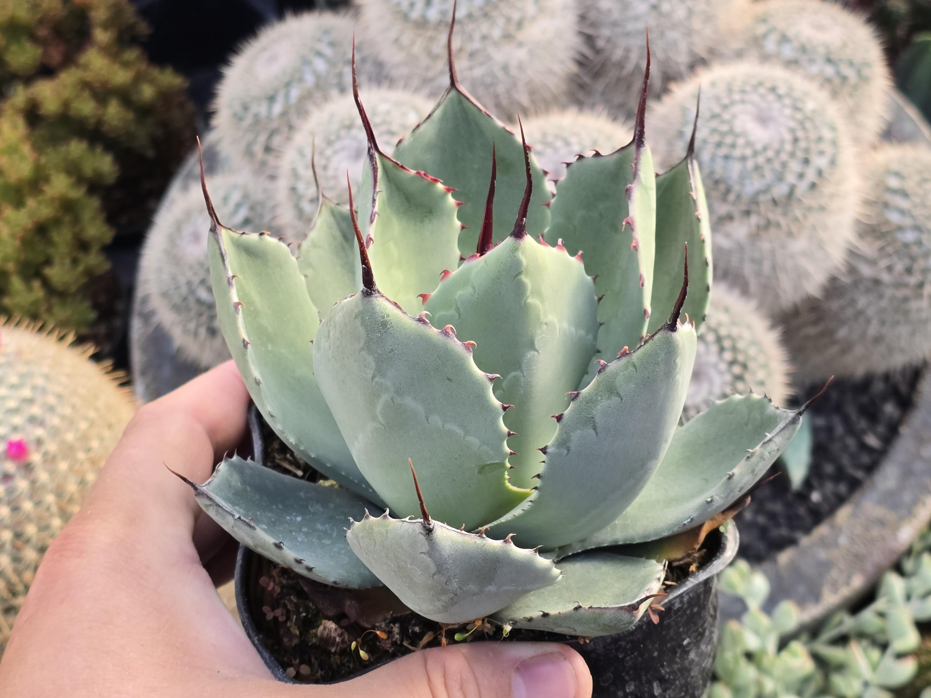 Agave Oteroi - Etsy