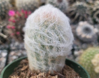 Peruvian Old Lady Cactus 4"- Not Common - Espostoa Melnostele