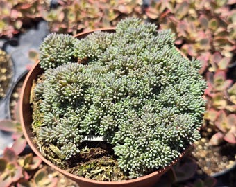 May include: A close-up of a small, green succulent plant in a terracotta pot. The plant has a dense, mossy texture and is growing in a cluster.