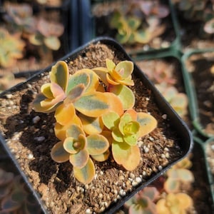Sedum SunSparkler &#39; Wild Fire&#39; - Rare - Live Succulent
