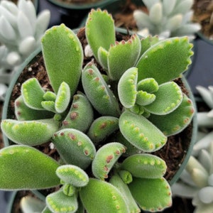 May include: A close-up of a green succulent plant with small, rounded leaves. The leaves have a fuzzy texture and are edged with tiny red dots. The plant is growing in a brown pot.
