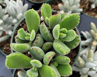 Bear Paw Succulent - Cotyledon Tomentosa- 4"