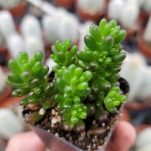 Sedum Rubrotinctum &#39;Mini Me&#39; - 2&quot;