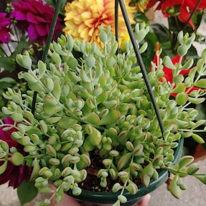 Cotyledon Pendens 8&quot; Hanger Pot