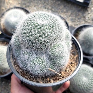 May include: A cluster of small, round cacti in black plastic pots. The cacti are a vibrant green with white spines, and the pots are filled with soil and mulch. The image is taken from a slightly elevated angle.