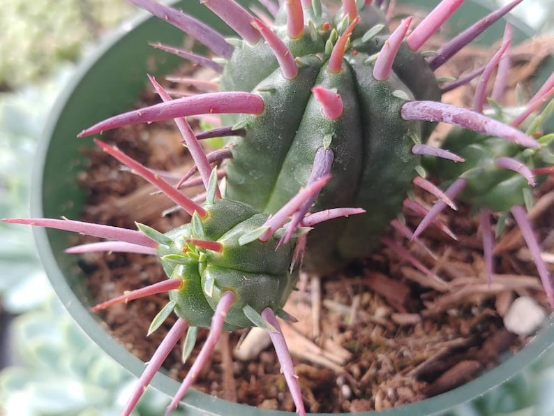 831Succulents Euphorbia Ferox - Thumbnail 5