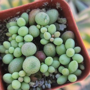 May include: A small terracotta pot filled with a succulent plant. The plant has small, round, green leaves that resemble tiny green grapes.