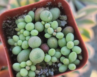 Tylecodon Schaeferianus 'Dragon Eggs' 2" - Rare - Live Succulent