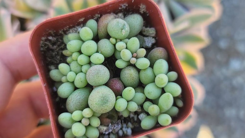 Dragon eggs succulent for sale