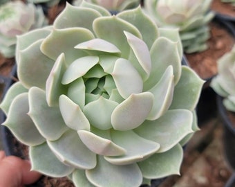 Echeveria Lola - 1 Gallon Container- Special Listing - Large Size