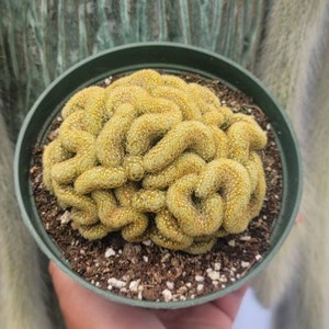 Mammillaria Brain Cactus 6&quot; Pot - Large Crested Cactus