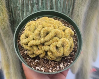 Mammillaria Brain Cactus 6" Pot - Large Crested Cactus