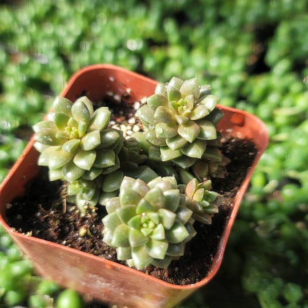 Petite gemme Graptosedum 2"
