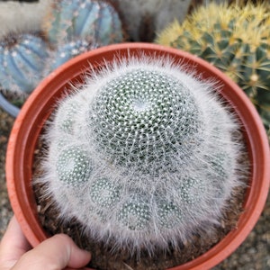 May include: A close-up of a white, fuzzy cactus with green spines in a terracotta pot. The cactus is in a cluster of multiple heads.
