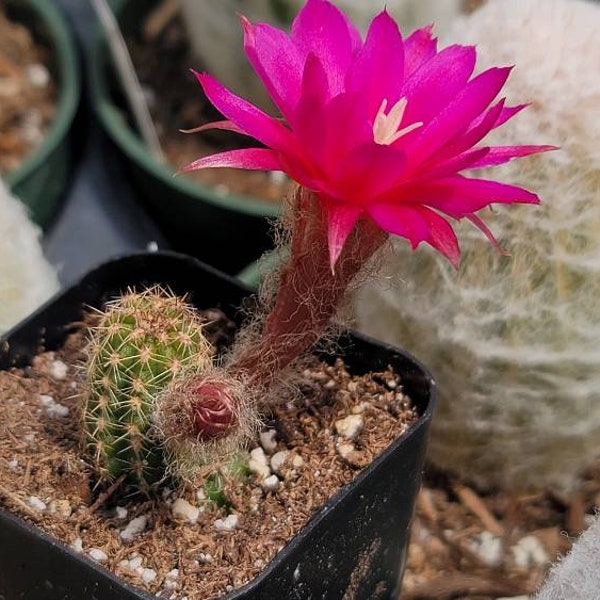 Chamaelobivia 'Rose Quartz' Peanut Cactus - 2"