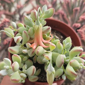 Cotyledon Pendens - 4" Inch Pot