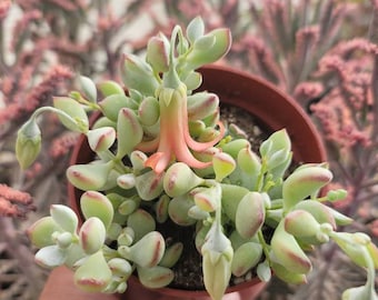 Cotyledon Pendens - 4" Inch Pot