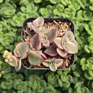 May include: A small succulent plant with green leaves edged in pink, growing in a black plastic pot. The plant is surrounded by green foliage.