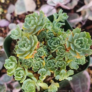 Sedum Pachyclados 2 image 3