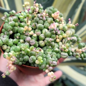 May include: A small potted succulent plant with green and white striped leaves. The plant is in a brown pot and has small, round leaves that are clustered together.