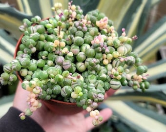 Variegated String of Pearls - 4" Premium Full Cup - Trailing