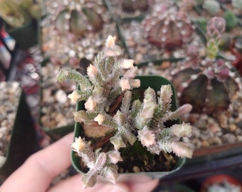 Crassula Muscosa Variegated Watch Chain - 2&quot;