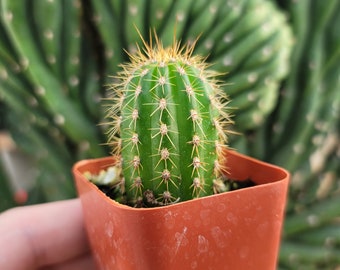 Trichocereus 2" Inch Pot